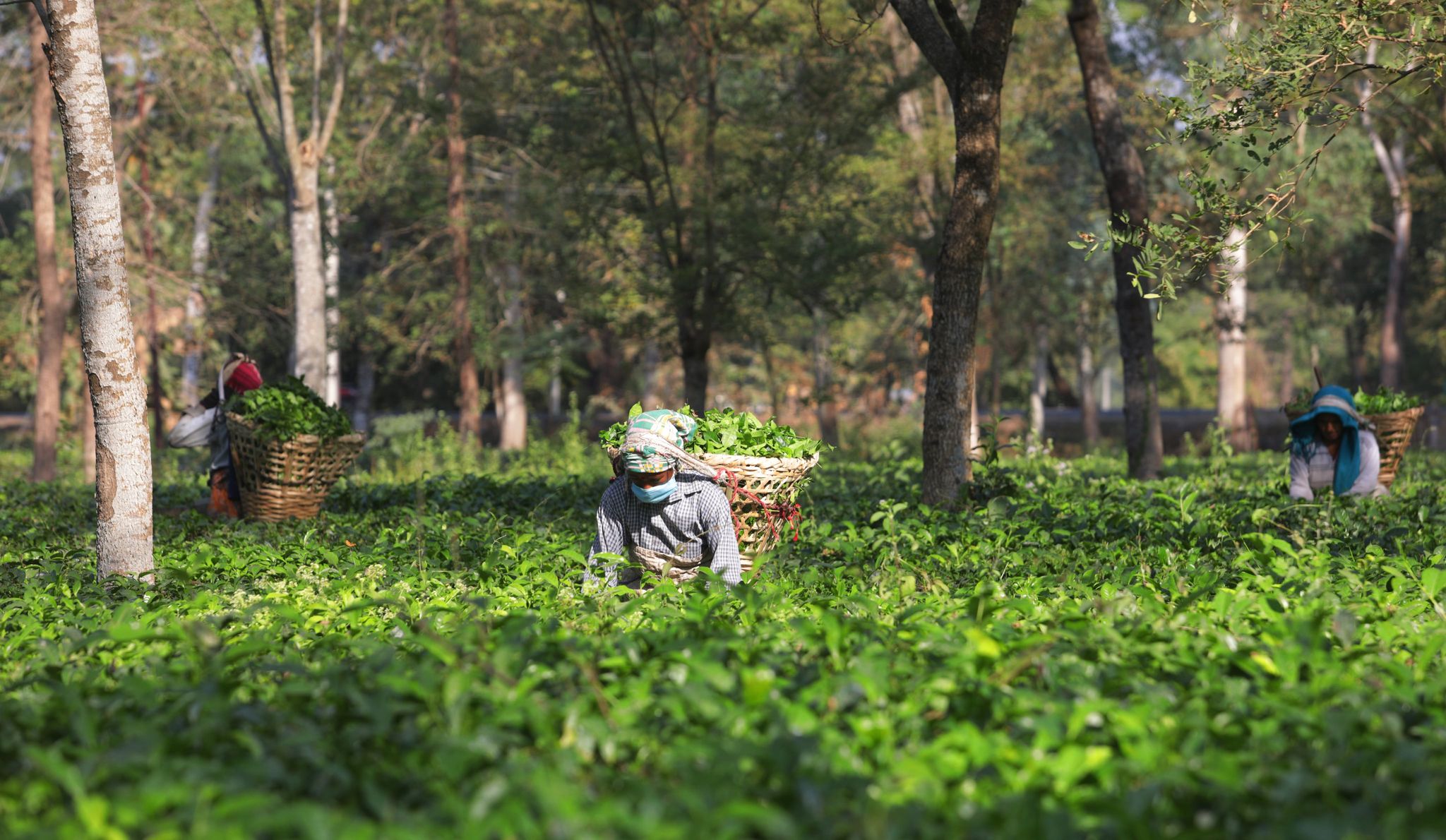 Nepal’s beautiful tea gardens and its caretakers(A Photo Feature) « Nepalese Voice