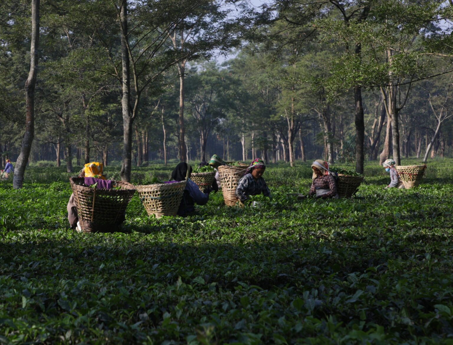 Nepal’s beautiful tea gardens and its caretakers(A Photo Feature) « Nepalese Voice